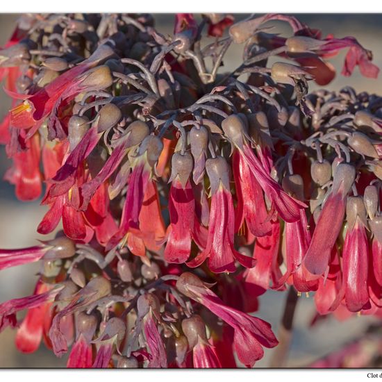 Kalanchoe delagoensis: Pflanze im Habitat Sandküste in der NatureSpots App