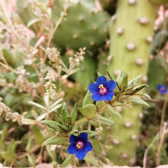 another species: Plant in habitat Flowerbed in the NatureSpots App