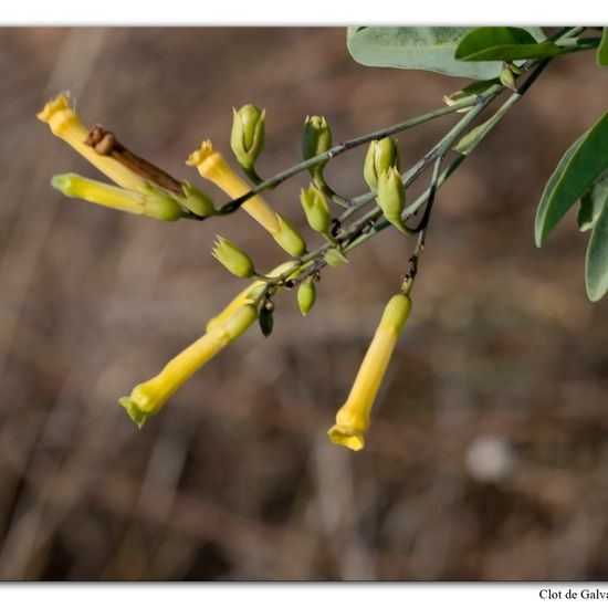 Nicotiana glauca: Plant in habitat Sandy coast in the NatureSpots App