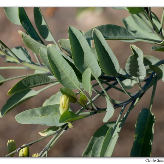 Blaugrüner Tabak: Pflanze im Habitat Sandküste in der NatureSpots App