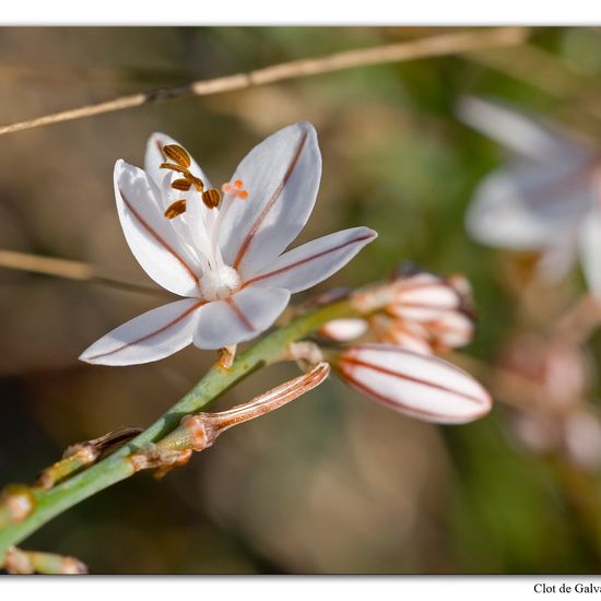 Asphodelus fistulosus: Plant in habitat Sandy coast in the NatureSpots App