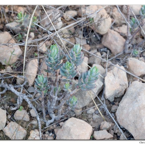 Sedum sediforme: Plant in habitat Sandy coast in the NatureSpots App