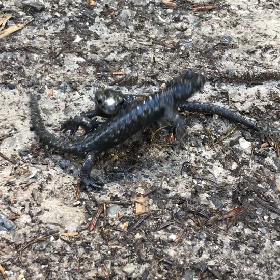 Alpensalamander: Tier im Habitat Wald der gemäßigten Breiten in der NatureSpots App