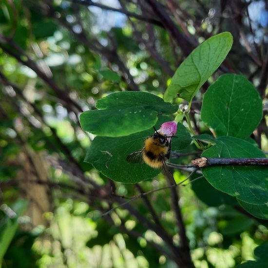 Wiesenhummel: Tier im Habitat Garten in der NatureSpots App