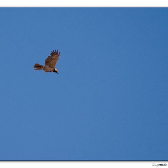 Western Marsh Harrier: Animal in habitat Freshwater habitat in the NatureSpots App