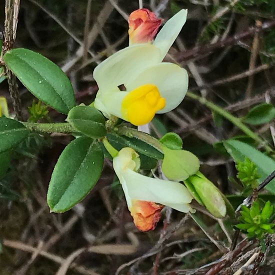 Polygala chamaebuxus: Pflanze im Habitat Auwald in der NatureSpots App