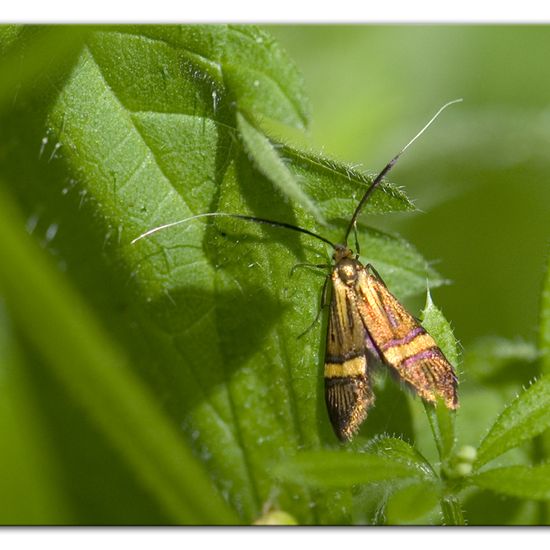 Nemophora degeerella: Tier im Habitat Anderes Waldhabitat in der NatureSpots App