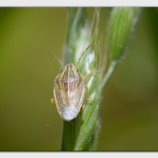 Aelia acuminata: Tier im Habitat Anderes Waldhabitat in der NatureSpots App