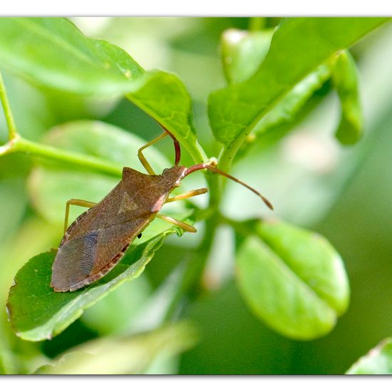 Braune Randwanze: Tier im Habitat Anderes Waldhabitat in der NatureSpots App