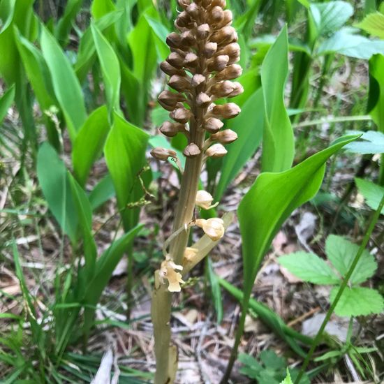 Neottia nidus-avis: Plant in habitat Riparian forest in the NatureSpots App