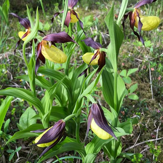 Gelber Frauenschuh: Pflanze im Habitat Auwald in der NatureSpots App