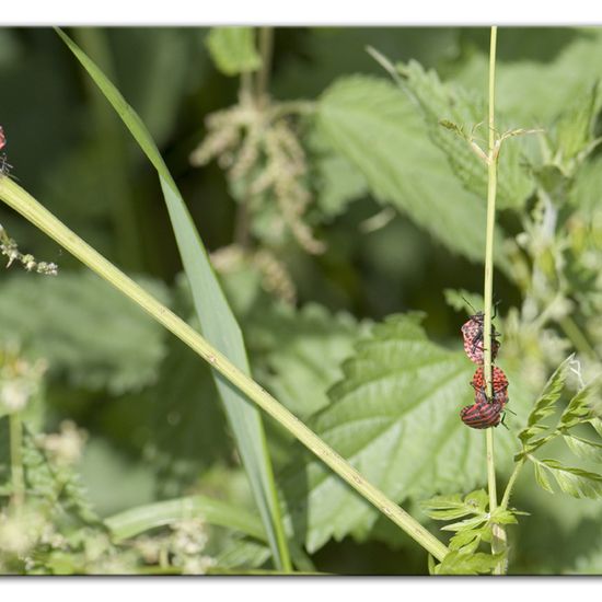 Graphosoma italicum: Animal in habitat Forest in the NatureSpots App