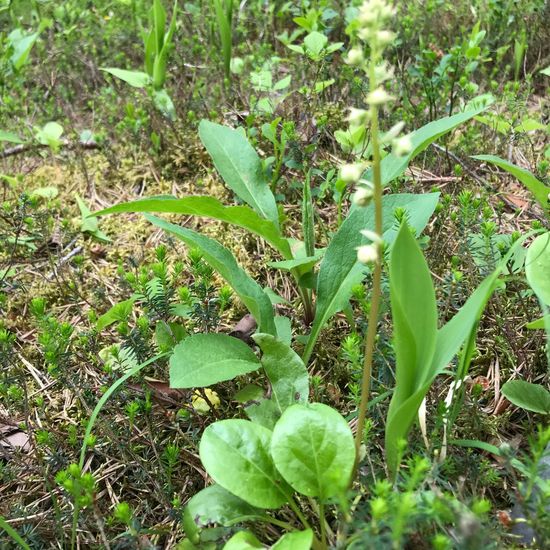 Pyrola rotundifolia subsp. rotundifolia: Pflanze im Habitat Auwald in der NatureSpots App