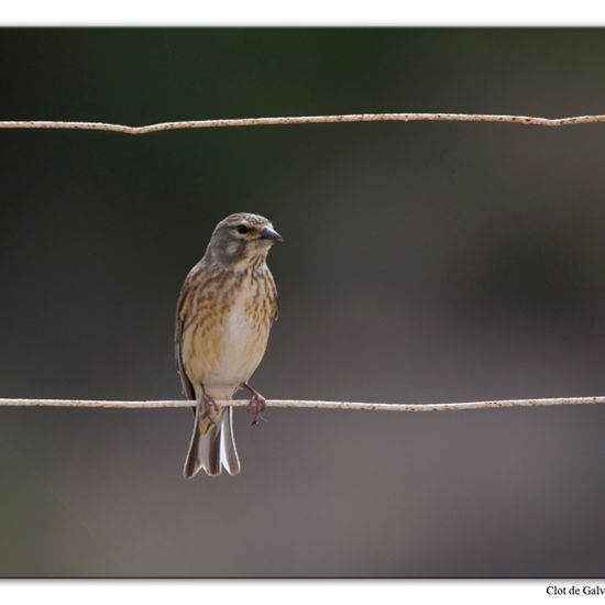 Common Linnet: Animal in habitat Sandy coast in the NatureSpots App