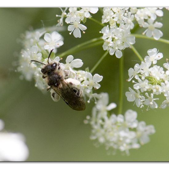 Andrena proxima: Animal in habitat Forest in the NatureSpots App