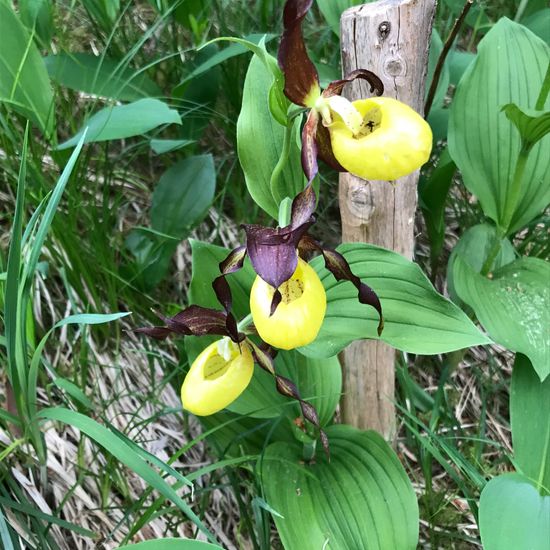 Cypripedium calceolus: Plant in habitat Riparian forest in the NatureSpots App