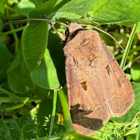 Agrotis exclamationis exclamationis: Animal in habitat Garden in the NatureSpots App