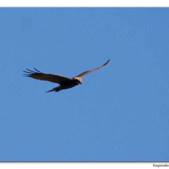 Western Marsh Harrier: Animal in habitat Freshwater habitat in the NatureSpots App