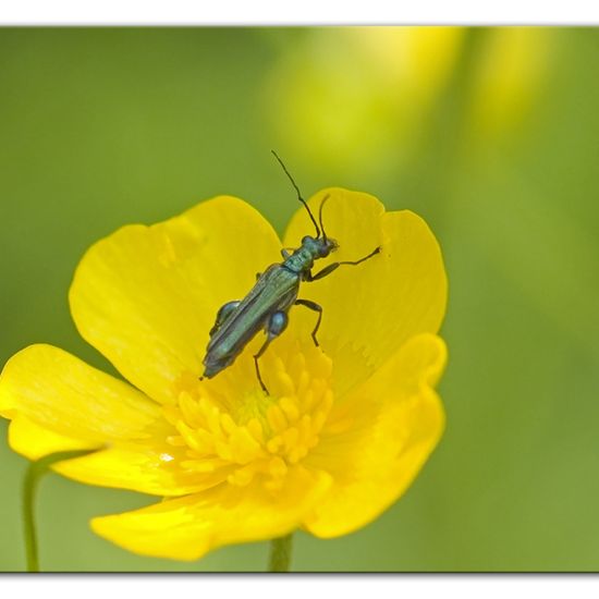 Grüner Scheinbockkäfer: Tier im Habitat Anderes Waldhabitat in der NatureSpots App