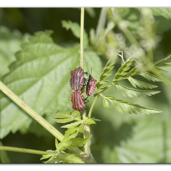 Graphosoma italicum: Tier im Habitat Anderes Waldhabitat in der NatureSpots App