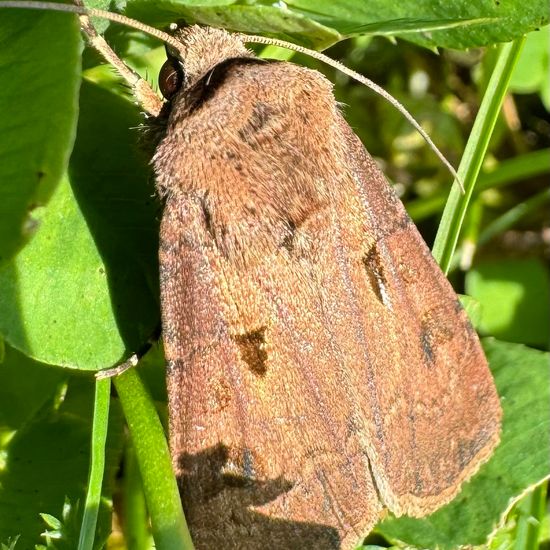 Agrotis exclamationis exclamationis: Animal in habitat Garden in the NatureSpots App