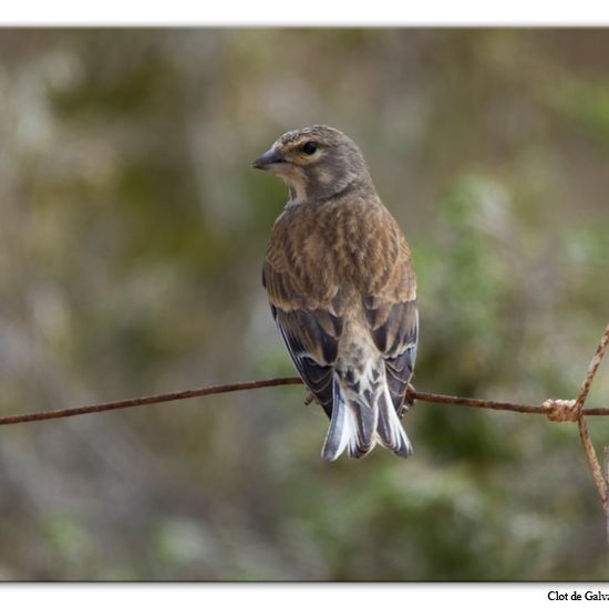 Common Linnet: Animal in habitat Sandy coast in the NatureSpots App