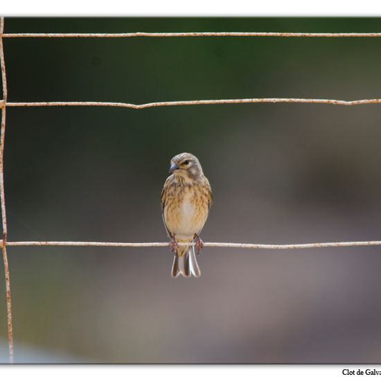 Common Linnet: Animal in habitat Sandy coast in the NatureSpots App