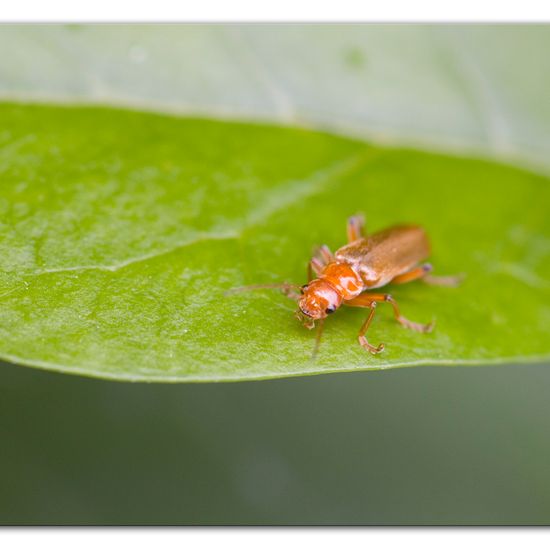 Eine unbekannte Art: Tier im Habitat Halb-natürliches Grasland in der NatureSpots App