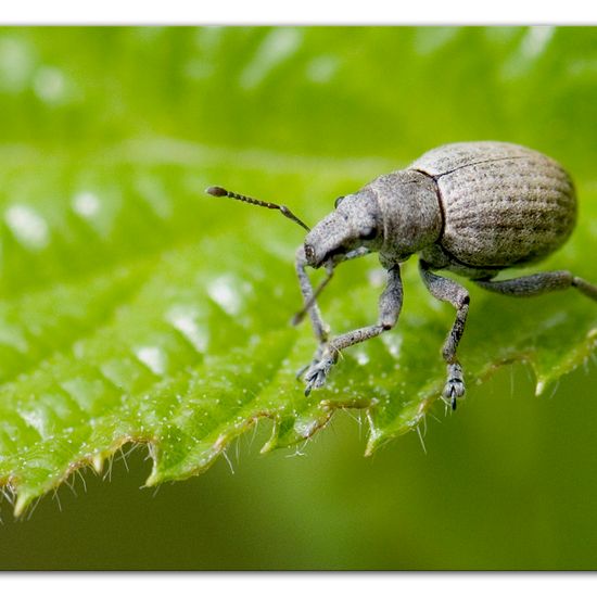 Philopedon plagiatum: Tier im Habitat Halb-natürliches Grasland in der NatureSpots App