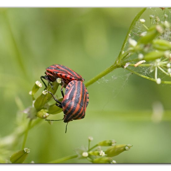 Graphosoma italicum: Animal in habitat Forest in the NatureSpots App