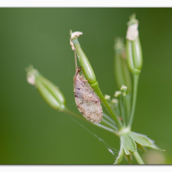 Hemerobius humulinus: Tier im Habitat Halb-natürliches Grasland in der NatureSpots App