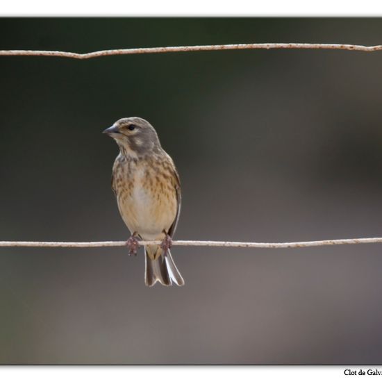 Common Linnet: Animal in habitat Sandy coast in the NatureSpots App