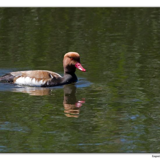 Red-crested Pochard: Animal in habitat Freshwater habitat in the NatureSpots App