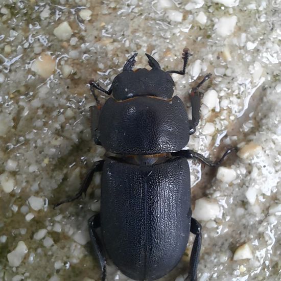 Dorcus parallelipipedus: Animal in habitat Garden in the NatureSpots App