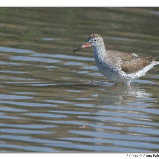 Rotschenkel: Tier im Habitat Anderes Meer/Küsten-Habitat in der NatureSpots App