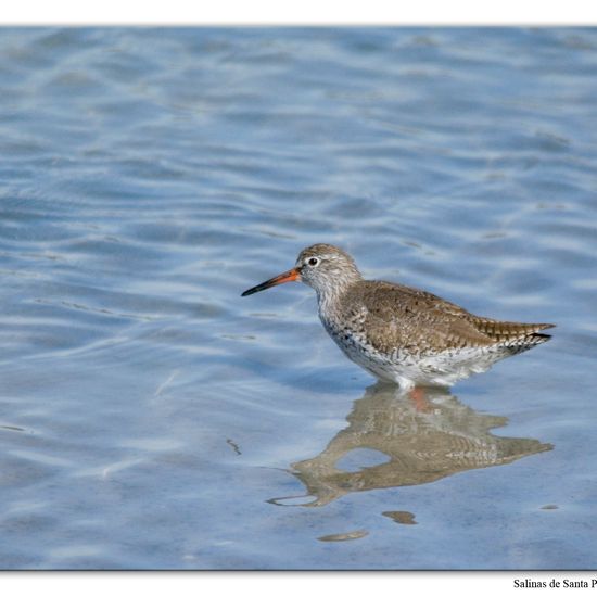 Common Redshank: Animal in habitat Marine habitat in the NatureSpots App