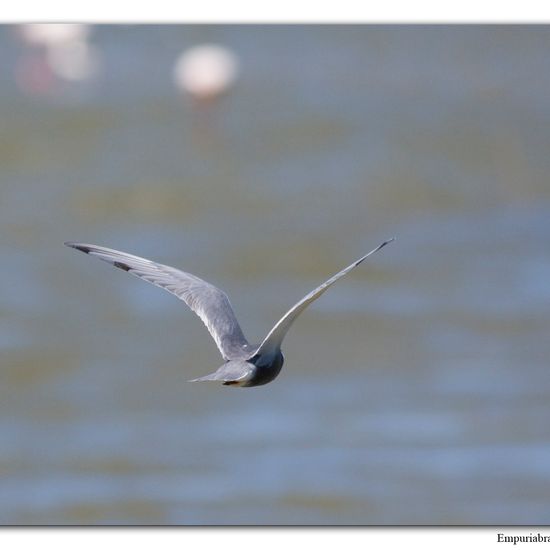 Rohrweihe: Tier im Habitat Anderes Süsswasserhabitat in der NatureSpots App