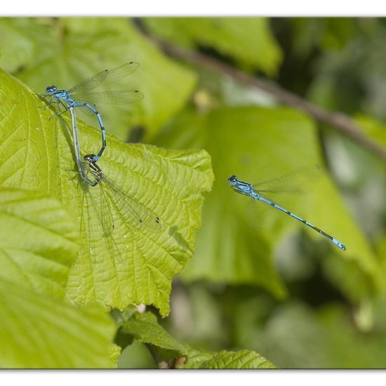 Große Pechlibelle: Tier im Habitat Ackerrandstreifen in der NatureSpots App