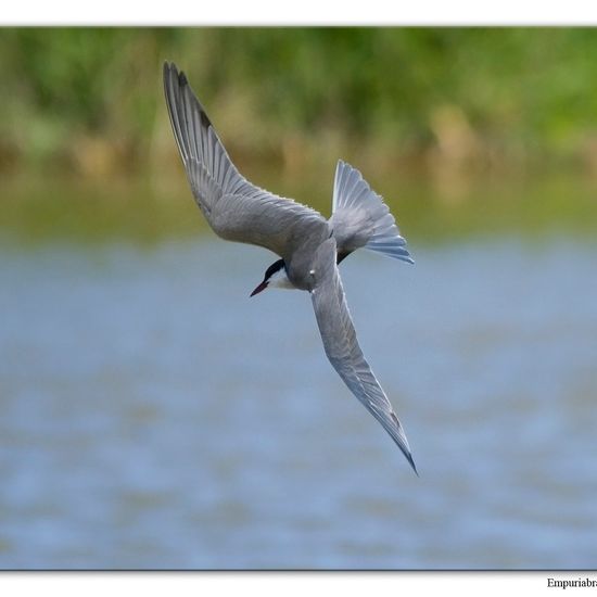 Rohrweihe: Tier im Habitat Anderes Süsswasserhabitat in der NatureSpots App