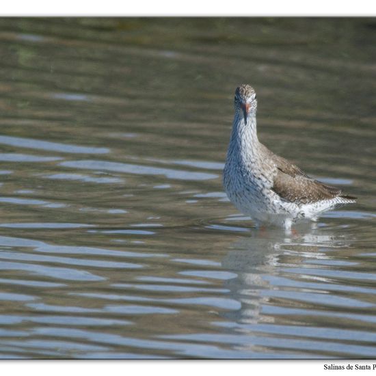 Rotschenkel: Tier im Habitat Anderes Meer/Küsten-Habitat in der NatureSpots App