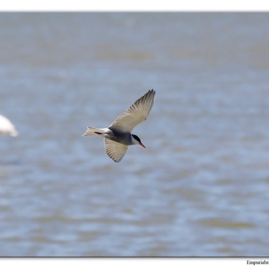 Western Marsh Harrier: Animal in habitat Freshwater habitat in the NatureSpots App