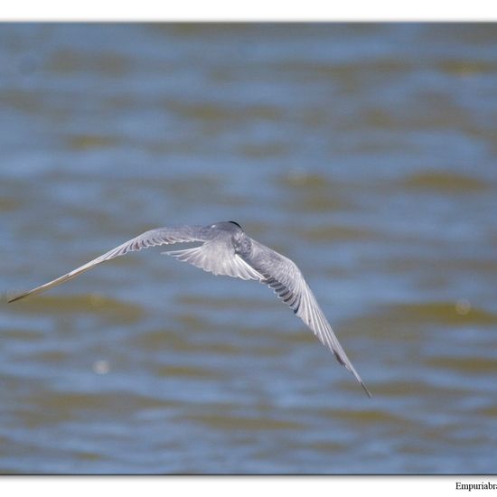 Rohrweihe: Tier im Habitat Anderes Süsswasserhabitat in der NatureSpots App