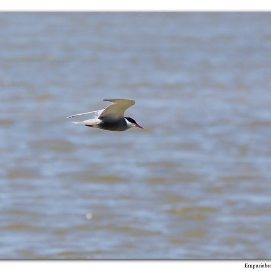 Whiskered Tern: Animal in habitat Freshwater habitat in the NatureSpots App