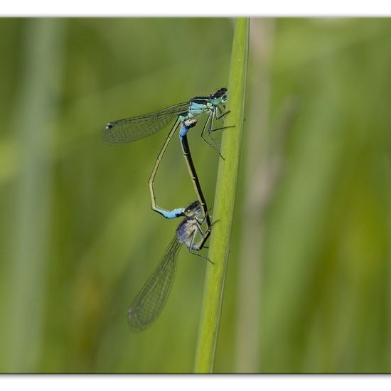 Blue-tailed damselfly: Animal in habitat Buffer strip in the NatureSpots App