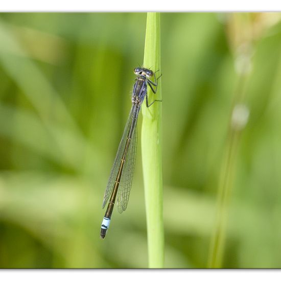 Große Pechlibelle: Tier im Habitat Ackerrandstreifen in der NatureSpots App