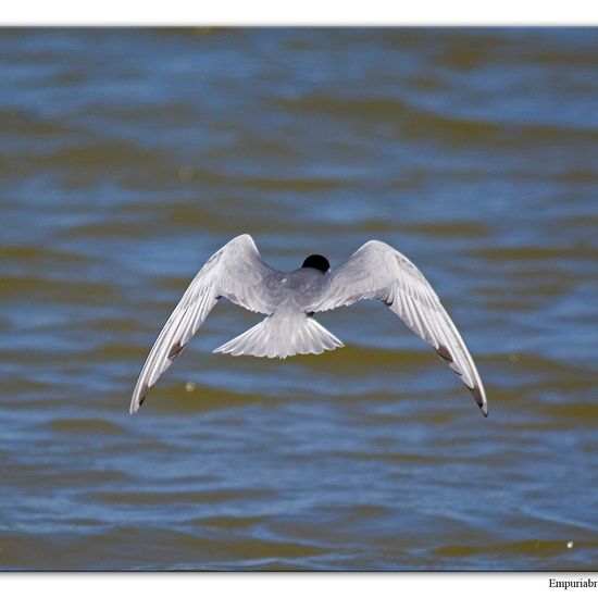 Rohrweihe: Tier im Habitat Anderes Süsswasserhabitat in der NatureSpots App