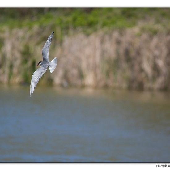 Rohrweihe: Tier im Habitat Anderes Süsswasserhabitat in der NatureSpots App