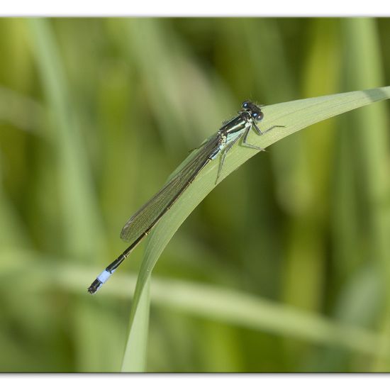 Blue-tailed damselfly: Animal in habitat Buffer strip in the NatureSpots App