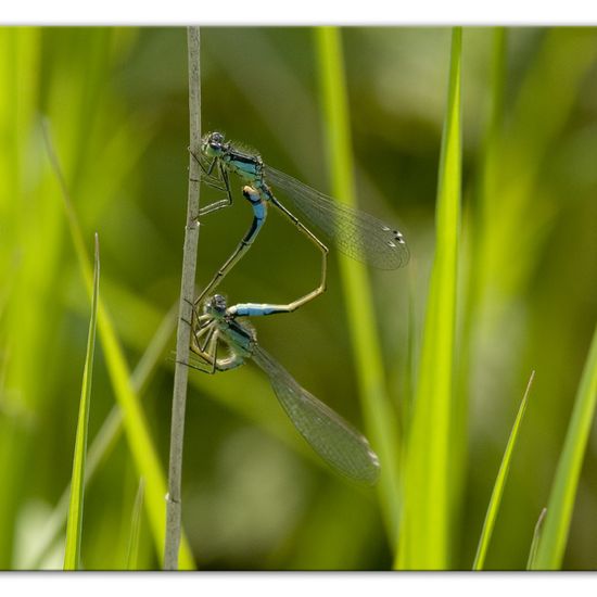 Blue-tailed damselfly: Animal in habitat Buffer strip in the NatureSpots App