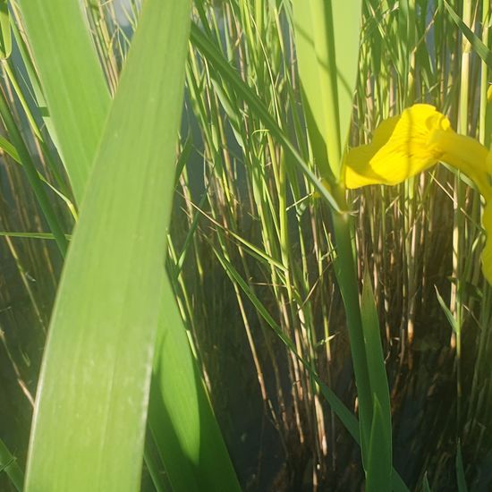 Sumpf-Schwertlilie: Pflanze im Habitat Süßwasser in der NatureSpots App